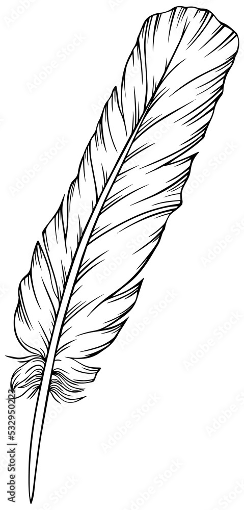 Obraz premium Png feather. Hand drawn. Vintage art illustration