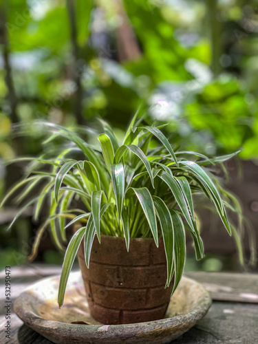 Spider plant (Chlorophytum comosum) in a stone pot, One of the most easiest indoor plants to grow.