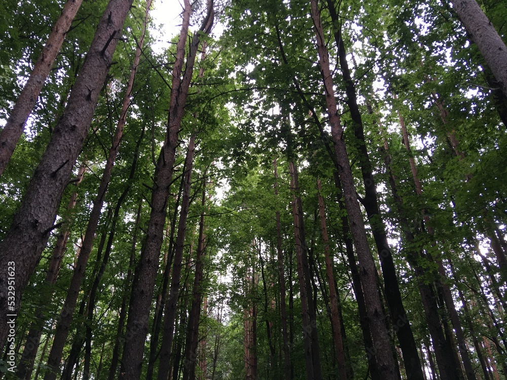 pine forest pine forest