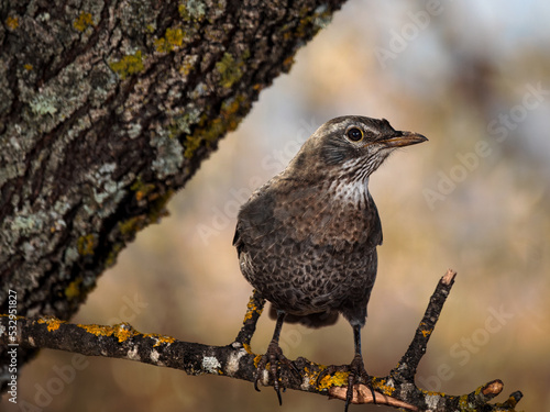 Common blackbird (Turdus merula). photo