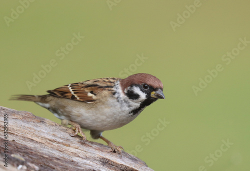 Eurasian tree sparrow © John Sandoy