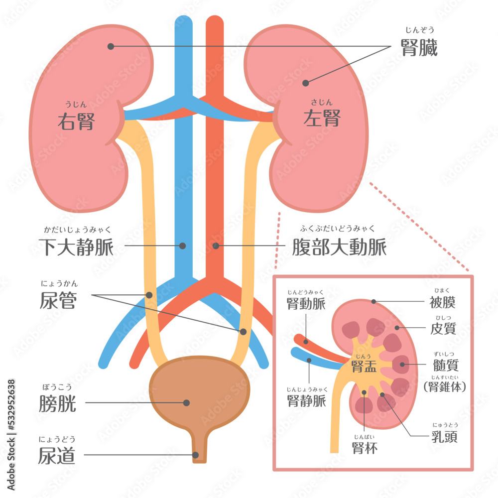 Vecteur Stock 人間の身体★泌尿器★腎臓の構造★文字あり Adobe Stock