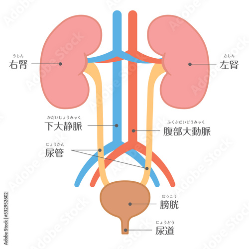 人間の身体★泌尿器★腎臓の構造★文字あり