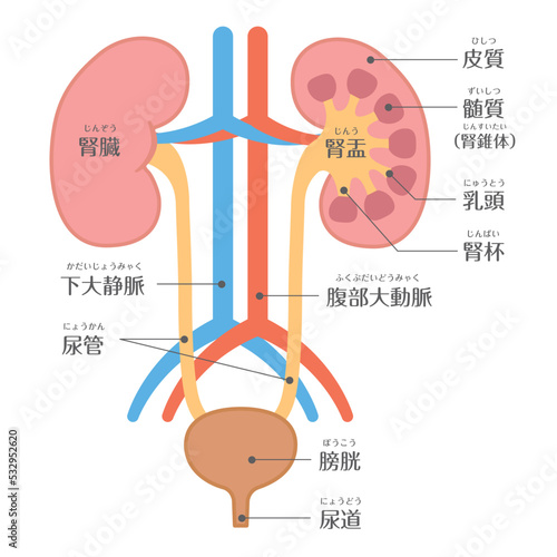 人間の身体★泌尿器★腎臓の構造★文字あり