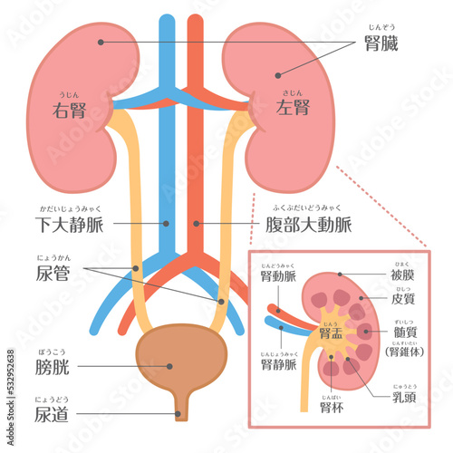 人間の身体★泌尿器★腎臓の構造★文字あり