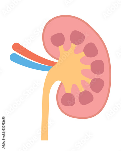 人間の身体★泌尿器★腎臓の構造★文字なし
