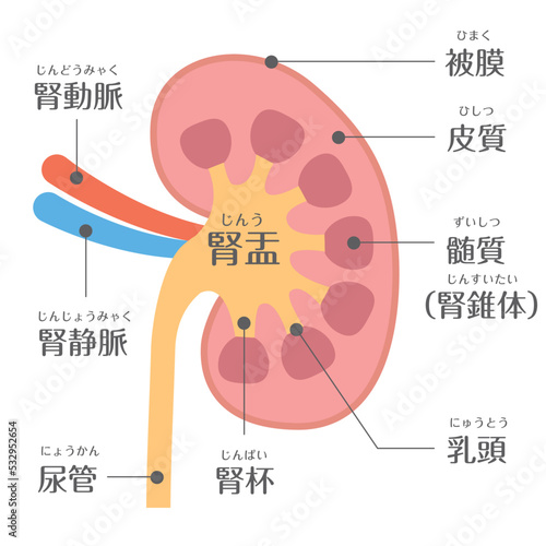 人間の身体★泌尿器★腎臓の構造★文字あり