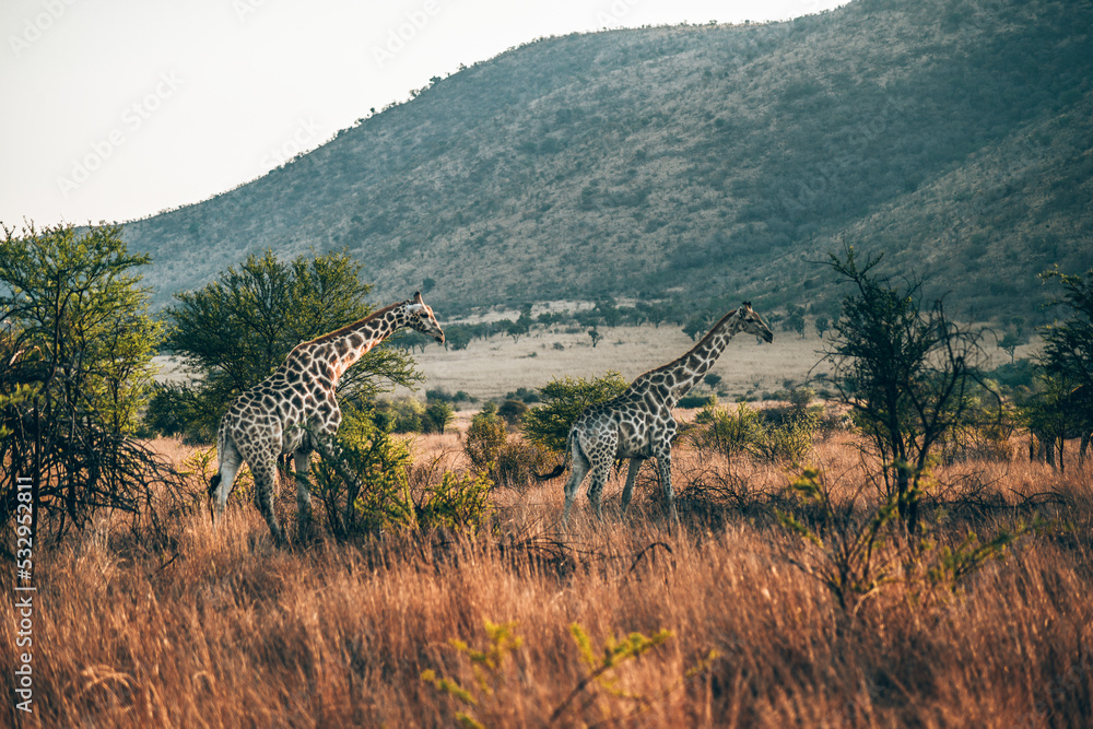 Fototapeta premium giraffe in Pilanesberg national park. On safari in South Africa. 