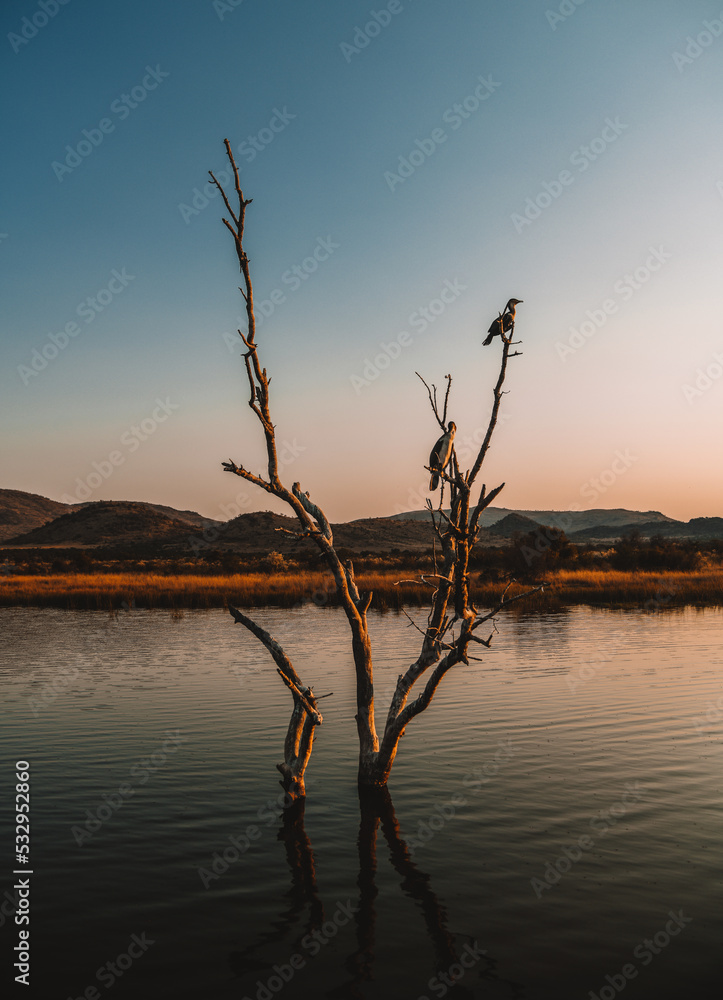 Fototapeta premium bird on a branch in Pilanesberg national park. On safari in South Africa. 