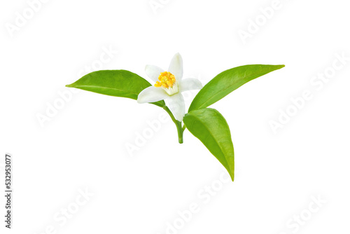 Orange tree blossom white flower with leaves isolated transparent png. Blooming neroli.
