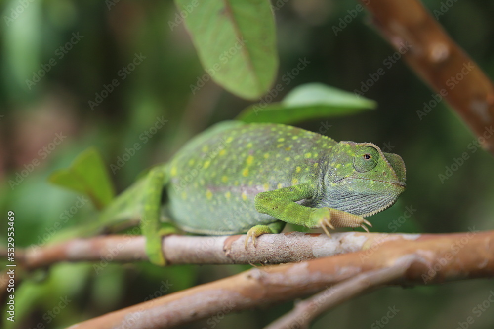 Obraz premium chameleon on a tree