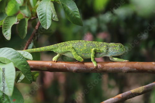 green chameleon on a tree