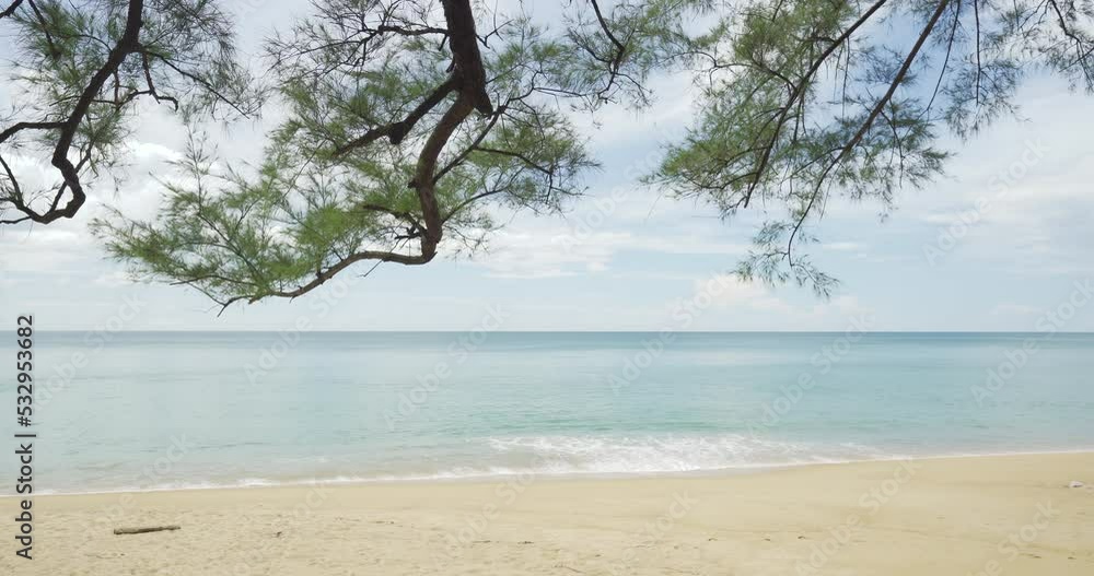 tree on the beach panorama. Sea sky clouds. Sand sea water turquoise. tree on the beach panorama. Sea sky clouds. Sand sea water turquoise.