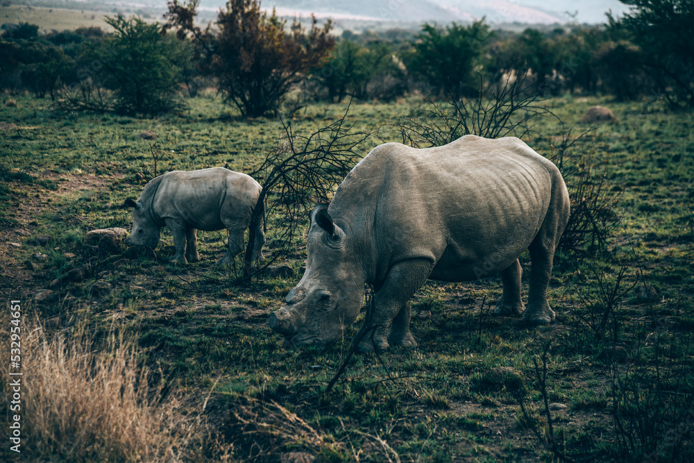 Fototapeta premium rhino in Pilanesberg national park. On safari in South Africa. 