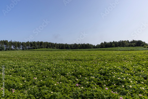 Green potato bushes in the field