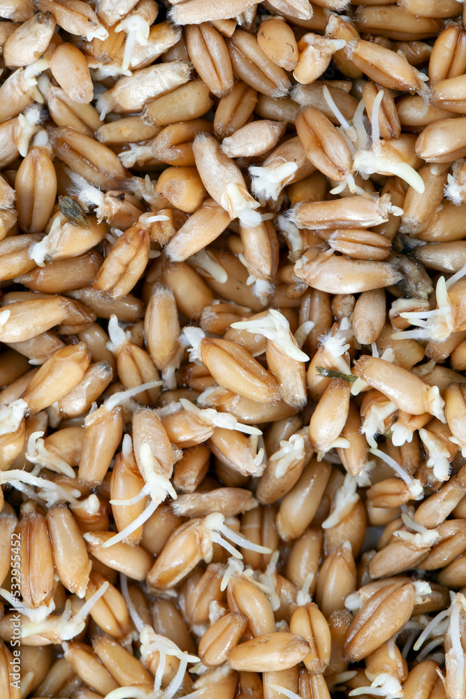 Sprouted wheat covered with mold and fungi