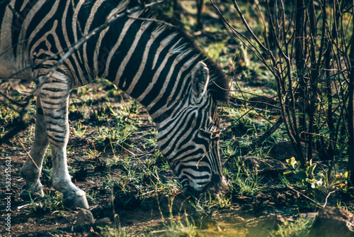 Zebra in Pilanesberg national park. On safari in South Africa. 
