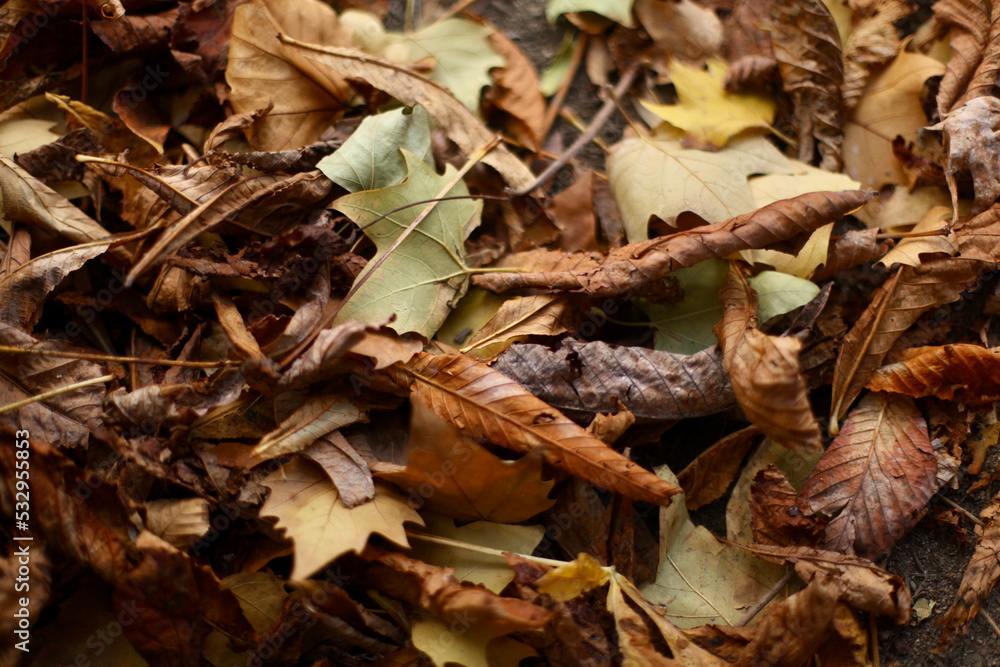 tapis de feuilles