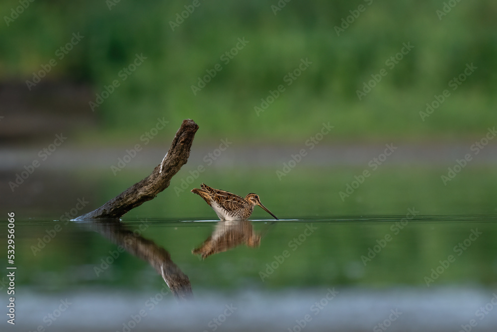 Obraz premium Beautiful nature scene with Common snipe (Gallinago gallinago). Wildlife shot of Common snipe (Gallinago gallinago). Common snipe (Gallinago gallinago) in the nature habitat.
