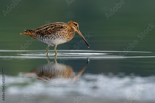 Foto Beautiful nature scene with Common snipe (Gallinago gallinago)