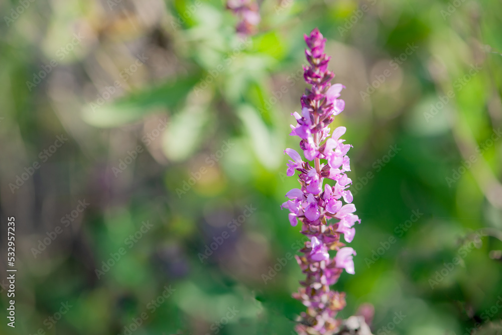 The purple sage growing in northern China The purple sage growing in northern China