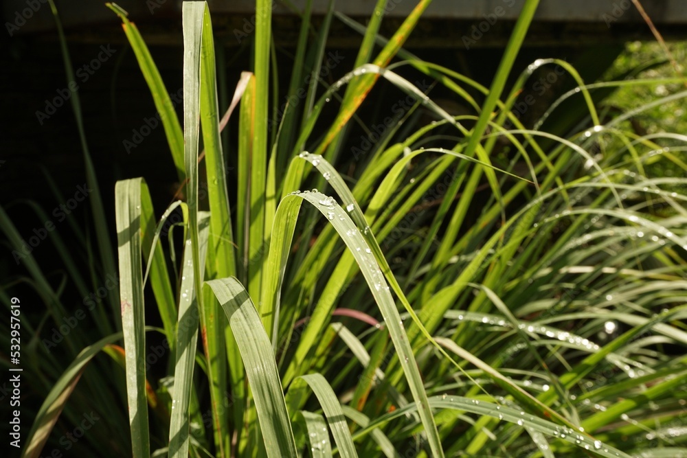Obraz premium Lemongrass grown in the garden is a spice that has deodorizing and medicinal properties