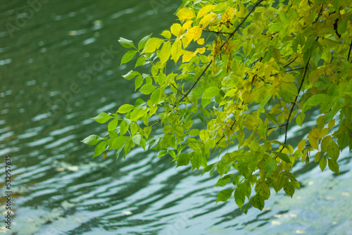 Autumn yellow leaves on a blurred background of the river.