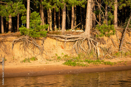 Print op canvas Red pine tree roots showing from water erosion on Lake Nokomis in Tomahawk, Wisc