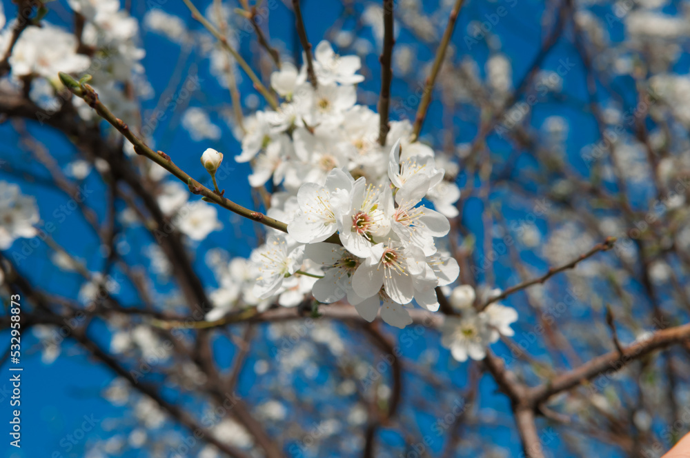 White sakura flowers bloom in the trees. Spring landscape with a flowering pink tree. Beautiful blooming garden on a sunny day. A wonderful concept of romance and love with delicate flowers. Hi spring White sakura flowers bloom in the trees. Spring landscape with a flowering pink tree. Beautiful blooming garden on a sunny day. A wonderful concept of romance and love with delicate flowers. Hi spring