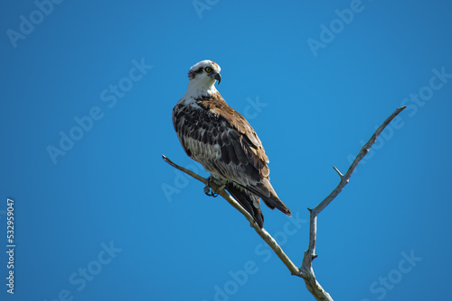 Wallpaper Mural Osprey - Yellow Eyed Hawk or Eagle Bird Perched on a Tree with Blue Sky Torontodigital.ca