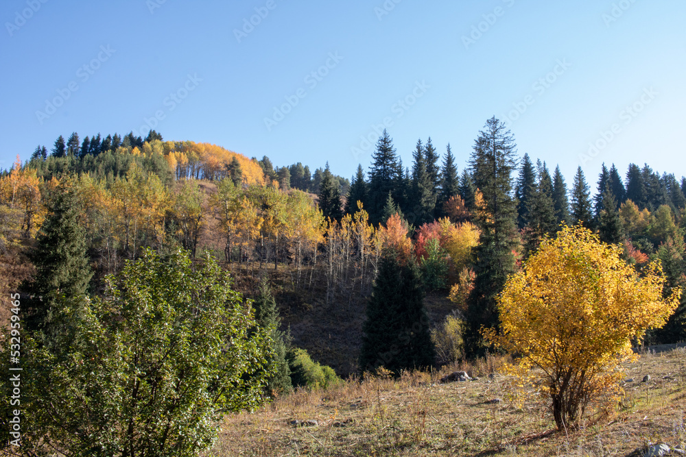 early autumn in the mountains, yellow red green trees.