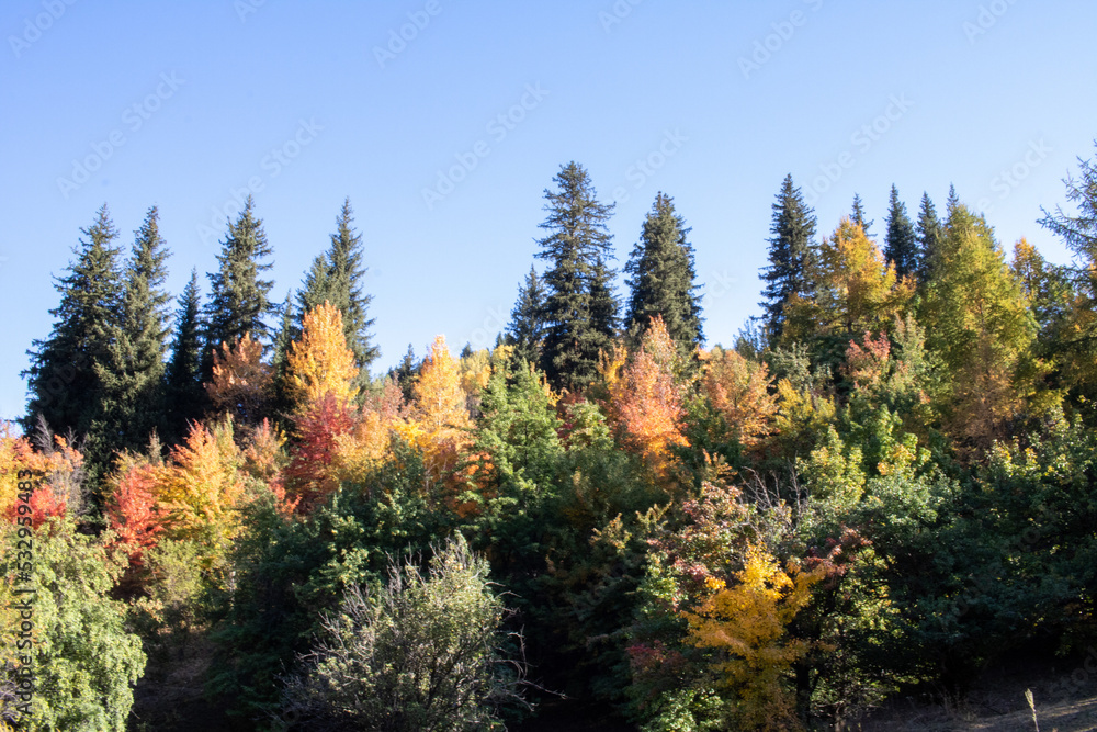 early autumn in the mountains, yellow red green trees. early autumn in the mountains, yellow red green trees.