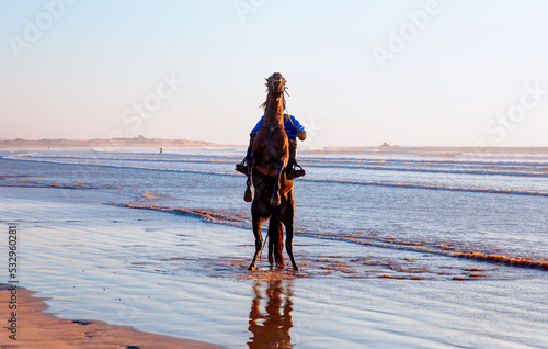 Brown arabian horse rearing while standing in the sea - Morocco