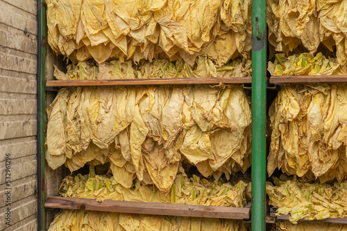 Drying container full of dried tobacco leaves photo