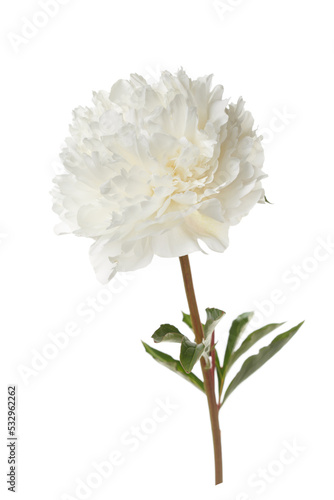 Fototapeta Naklejka Na Ścianę i Meble -  White peony flower isolated on white background.