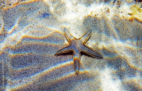 Underwater image of Mediterranean sand sea-star photo