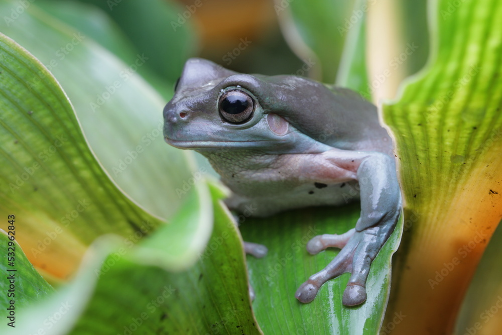 Obraz premium frog on leaf