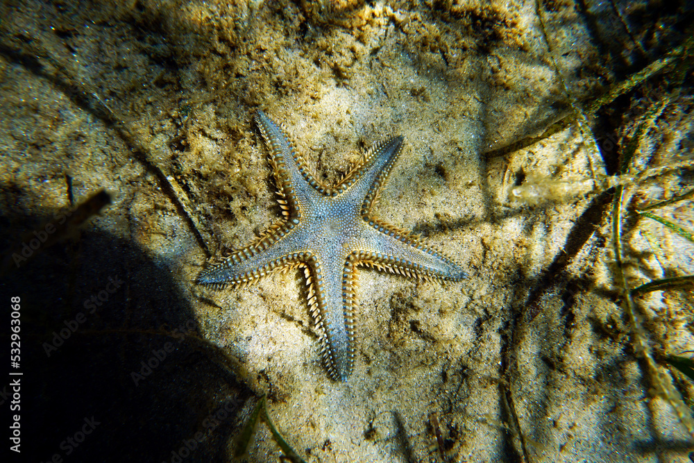 Underwater image of Mediterranean sand sea-star Underwater image of Mediterranean sand sea-star