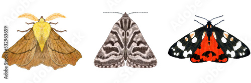 Canary Shouldered Thorn Moth, Mother Shipton Moth, Scarlet Tiger Moth