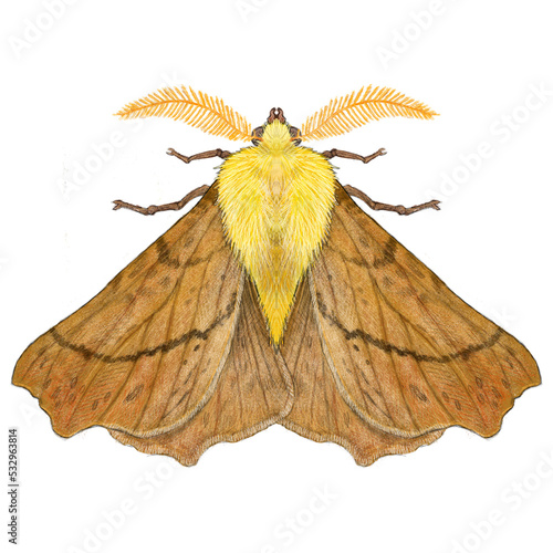 Canary Shouldered Thorn Moth