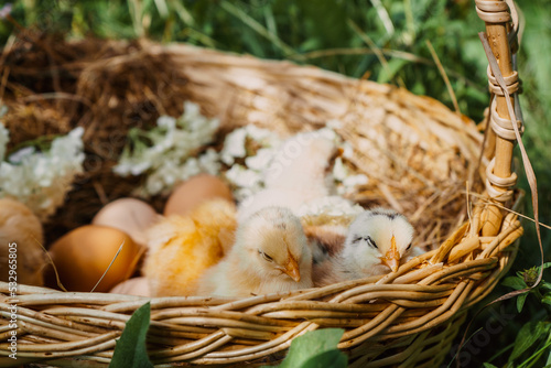 small chickens are sleeping and large farm chicken eggs in a wicker basket on hay with white hydrangea flowers