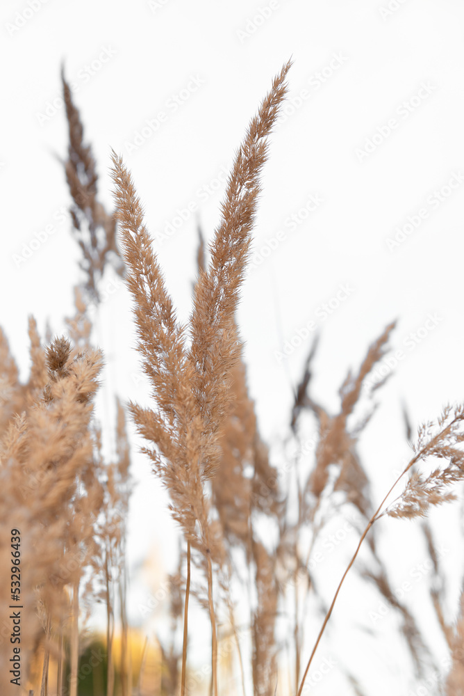 Tall golden dry grass on a light background. Tall golden dry grass on a light background.