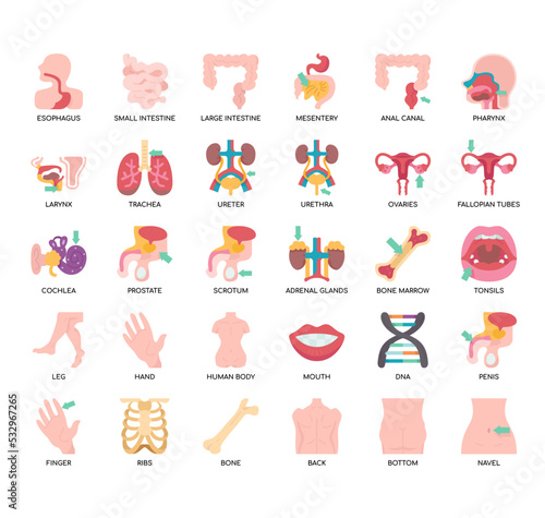 Set of Human Organs 2 thin line icons for any web and app project.