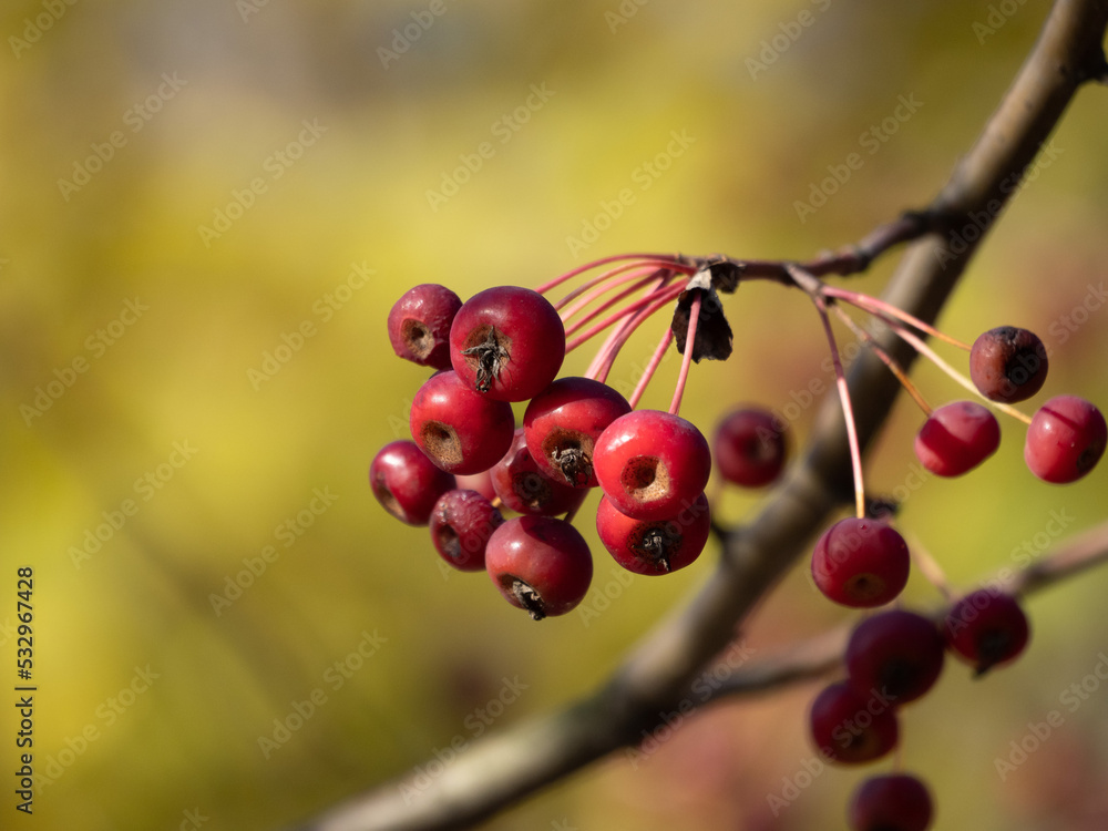red berries on a branch