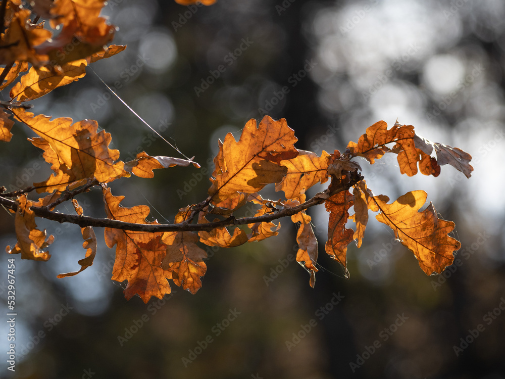 autumn leaves in the forest