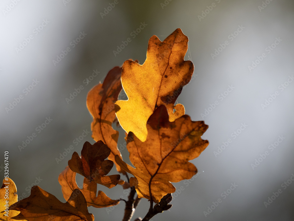 yellow maple leaf