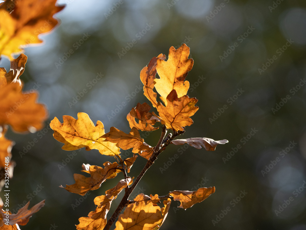 autumn leaves