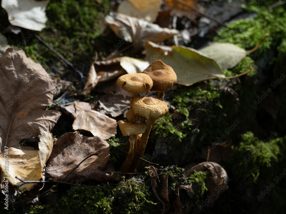 mushrooms on the tree