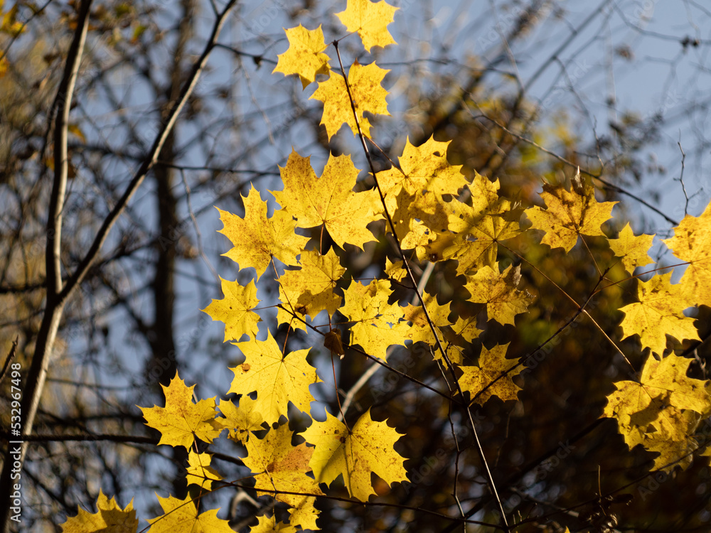 yellow maple leaves