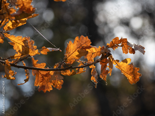autumn leaves in the forest